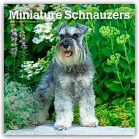 Browntrout Verlags GmbH Miniature Schnauzers - Zwergschnauzer 2026 -