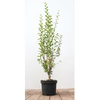 Pflanzen-für-dich.de Ligustrum vulgare 'Atrovirens' 60-100 cm