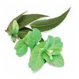 sentiotec Dampfbadduft Eucaminze | A-120-EM | 5 l