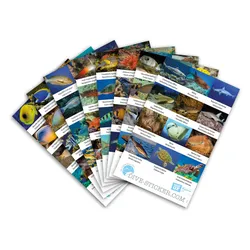 Dive Sticker Malediven