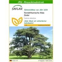 SAFLAX - Nordafrikanische Atlas Zeder - 20 Samen -