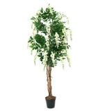Europalms Goldregenbaum, weiß, 180cm