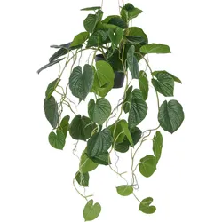Kunstpflanze CREATIV GREEN "Hängende Peperomia caperata", grün, H:70cm, Kunststoff, Kunstpflanzen, mit üppigen Ranken
