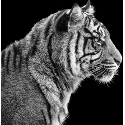 Fototapete PAPERMOON "Sumatra-Tiger-Porträt", bunt, B:3,50m L:2,60m, Vlies, Tapeten
