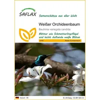 SAFLAX - Weißer Orchideenbaum - 5 Samen - Bauhinia