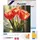 ap commerce FiguredArt DP-SFA194-Y - Mini Diamond Painting, Pfirsichfarbene Tulpen, Leinwand-Keilrahmen (25x25cm), DIY Bastelset
