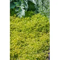 Pflanzen Für Dich Origanum vulgare Thumbles Oregano, aromatisch, ca.
