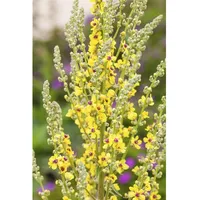 Pflanzen Für Dich Verbascum nigrum, Schwarze Königskerze, ca. 9x9