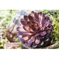 Pflanzen Für Dich Sempervivum x cult.'Palisander', Hauswurz, ca. 9x9