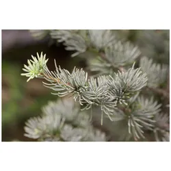 Cedrus atlantica 'Glauca', Atlas-Zeder, blau-grün, 60–80 cm
