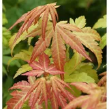 Fächerahorn Orange Dream 80-100cm - Acer palmatum