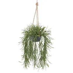 Kunstpflanze CREATIV GREEN "Hängepflanze Rhipsalis", grün, H:60cm, Kunststoff, Kunstpflanzen, in grauem Hängetopf