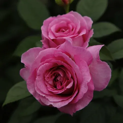 KORDES ROSEN Beetrose, Rosa »Fräulein Maria«, Blüte: rosa/pink, gut gefüllt