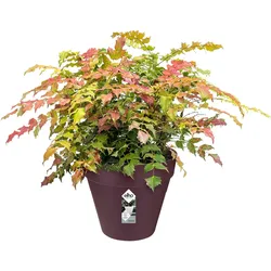 ELHO Blumentopf 5,5l 24,5x22 cm maulbeere matt