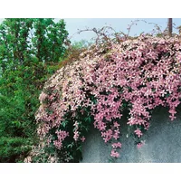 Pflanzen-für-dich.de Clematis montana 'Pink Perfection' 2L 60- 100