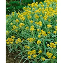 Pflanzen Für Dich Helichrysum thianshanicum Schwefellicht Strohblume, ca. 9x9 cm Topf