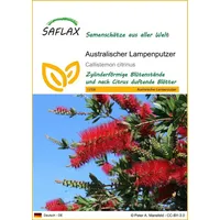 SAFLAX - Australischer Lampenputzer - 400 Samen - Callistemon