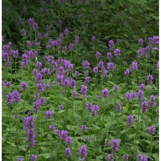 die nr-01.de Echter Ziest - Heilziest - Betonica officinalis