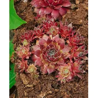 Pflanzen Für Dich Sempervivum marmoreum 'Pilatus', Hauswurz, ca. 9x9