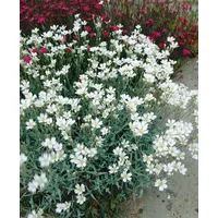 Pflanzen Für Dich Cerastium biebersteinii, Silberteppich, silbrig-grau, ca. 9x9