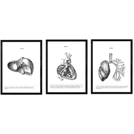 Nacnic Anatomie Poster 3er-Set. Vintage Stil Wanddekoration Abbildung von Leber Herz Lunge und andere Körperteile. Verschiedene menschliche Körper und Anatomie Bilder ohne Rahmen. Größe A3.