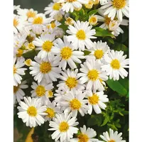 Pflanzen Für Dich Aster dumosus Schneekissen Kissen-Aster, ca. 9x9