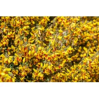 Pflanzen Für Dich Cytisus scoparius 'Queen Mary', Besenginster, gelb,