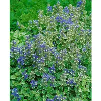 Pflanzen Für Dich Ajuga reptans Variegata Günsel, buntlaubig, ca.
