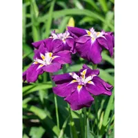 Pflanzen Für Dich Iris ensata 'Loyalty', Japanische Schwertlilie, violett,