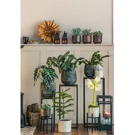 Dehner Pfeilblatt Ø Alocasia amazonica, Polly, Dunkelgrün
