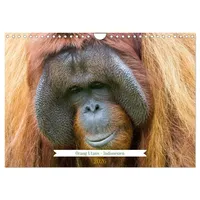 Calvendo Orang Utans - Indonesien (Wandkalender 2026 DIN A4