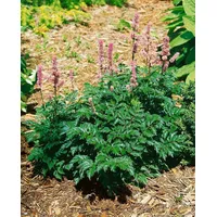 Pflanzen Für Dich Astilbe x crispa 'Perkeo', Zwerg-Astilbe, rosa