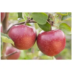 Malus 'Jonagold', Apfelbaum, 40 cm Stammhöhe