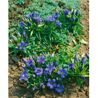 Pflanzen Für Dich Gentiana septemfida var.lagodechiana, Enzian, ca. 9x9