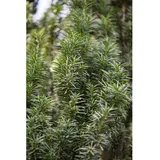 Pflanzen Für Dich Taxus Baccata Fastigiata Säuleneibe Immergrün 15–20 cm