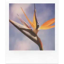 Polaroid Color Film für SX-70 8 Aufnahmen