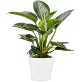 Scheurich Übertopf 808 Ø 27 x 23 cm Weiß