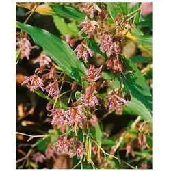 Tricyrtis hirta 'Miyazaki', Krötenlilie, exotisch, ca. 9x9 cm Topf