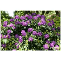 Pflanzen Für Dich Rhododendron 'Catawbiense Grandiflorum', lila, 30–40 cm,