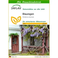 SAFLAX - Blauregen - 4 Samen - Mit keimfreiem