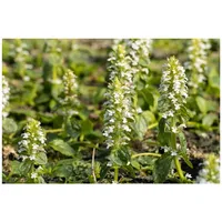 Pflanzen Für Dich Ajuga reptans Alba Günsel, weißblühend, ca.