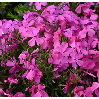 1 x Phlox subulata 'McDaniel's Cushion' (Winterhart/Staude/Bodendecker/Mehrjährig/Stauden/Immergrün) Violetter Polster-Phlox - Farbintensiver Bodendecker mit Eleganz. - Trittfest - von Stauden Gänge