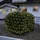 star trading deutschland gmbh Lichterkettennetz LED 2x2 m Crispy Ice Weiß