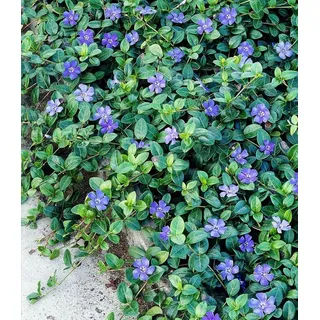 BALDUR Garten 3x Winterharter Bodendecker Vinca minor 'Blau', Pflanzen im 9x9 cm-Topf, 6-8 Pflanzen pro Quadratmeter, ideal für schattige Flächen, immergrün, winterharte Staude, mehrjährig, blühend