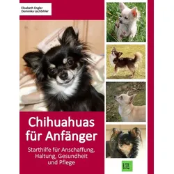 Chihuahuas für Anfänger