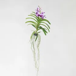 Plant in a Box - Vanda-Orchidee - Vanda 'Lila' - Höhe 55-65cm
