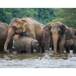 Fototapete PAPERMOON "ELEFANTEN-HERDE-TIERE AFRIKA SAVANNE SEE FLUSS WALD", bunt, B:4,00m L:2,60m, Vlies, Tapeten