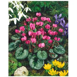 Cyclamen coum ssp. coum, Alpenveilchen, rosa Blüten, ca. 9x9 cm Topf