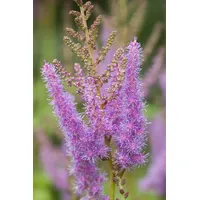 Pflanzen Für Dich Astilbe x arendsii 'Amethyst', Prachtspiere, ca.