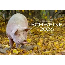 Schweine Monatskalender 2026